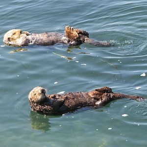 Sea Otters
