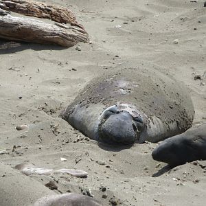 Northern Elephant Seal