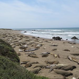 Northern Elephant Seals