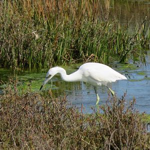 Juvenile Little Blue Heron