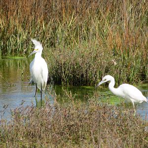 Snowy Egret and Little Blue Heron