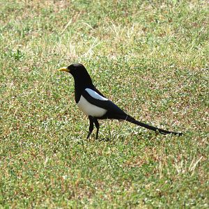 Yellow-billed Magpie