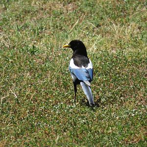 Yellow-billed Magpie
