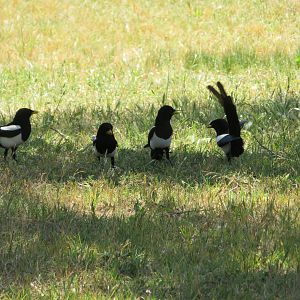 Magpie Squabbling