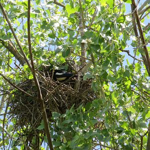 Magpie Nest