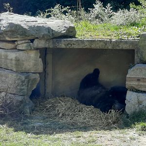 Akron Zoo Oct 2022- Grizzly Bears