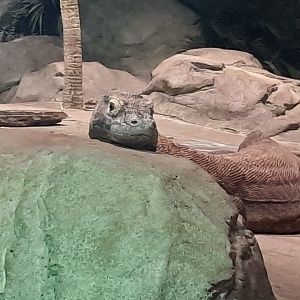 Akron Zoo Oct 2022- Komodo Dragon