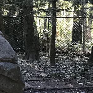 Red Wolf “Willow”