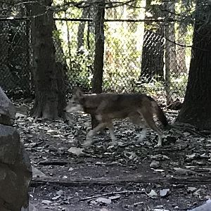 Red Wolf “Willow”