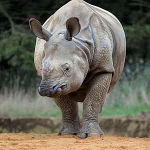 One-horned Rhino / Whipsnade / 29-9-22