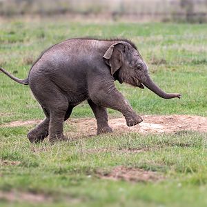 Nang Phaya - Female Elephant Calf / Whipsnade / 29-9-22