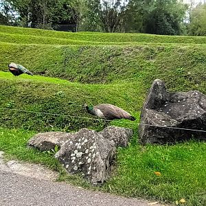 Freeroaming Indian Peafowls
