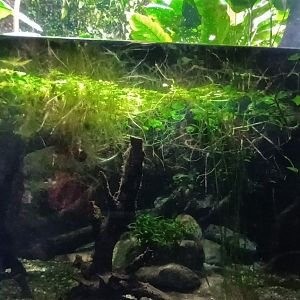 Exotarium Electric Eel Tank