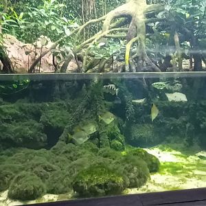Exotarium Mangrove Tank