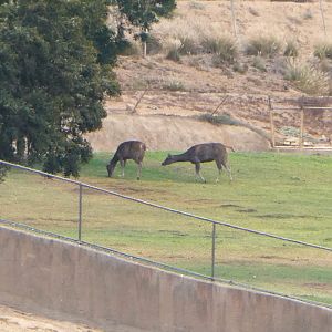 Sambar or Thorold's Deer?