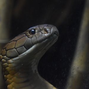 King cobra