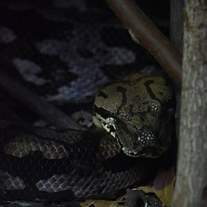 Dumeril's boa