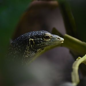 Blue spotted tree monitor