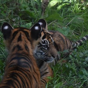 Tiger cubs