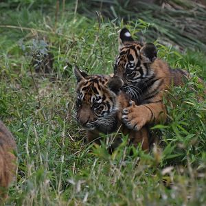 Sumatran tiger cubs playing