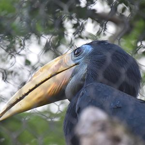 Wrinkled hornbill