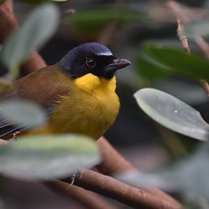 Blue crowned laughingthrush