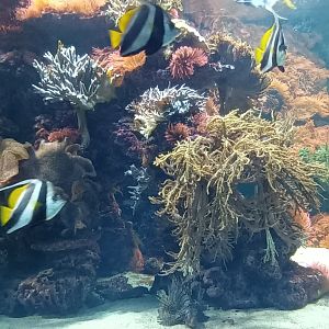 Exotarium Shark Tank