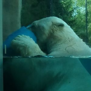 Polar Bear