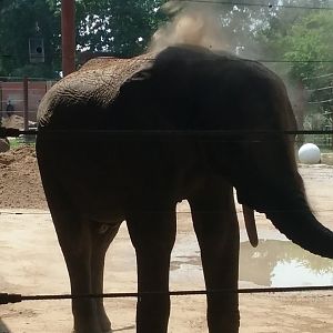 African Elephant