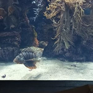 Exotarium Red Lionfish and Blue spootted Stingray