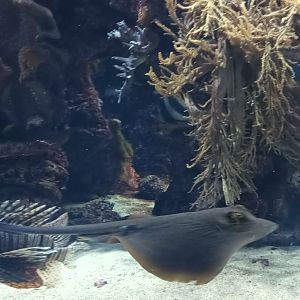 Exotarium Blue spotted Stingray and Red Lionfish