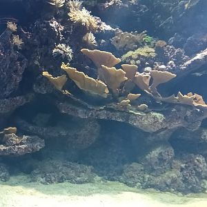 Exotarium Large Reef Tank