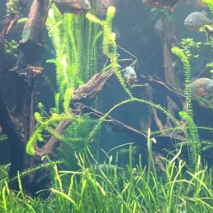 Exotarium Red bellied Piranah Tank