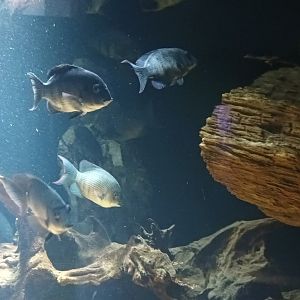 Exotarium Madagascar Tank