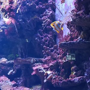 Exotarium small Reef Tank