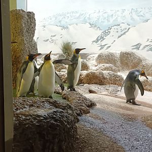 Exotarium Land Part of Rotational Penguin Indoor Enclosure