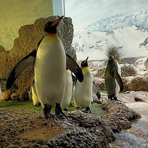 Exotarium King Penguins