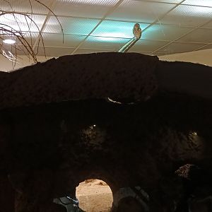 Exotarium Burrowing Owl and Burrow inside the first Plains Viscacha Enclosure
