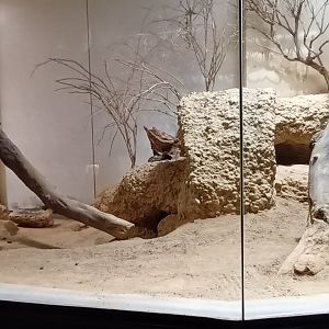 Exotarium second Burrowing Owl and Plains Viscacha Enclosure
