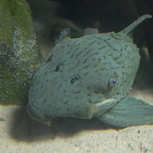 Zoo Knoxville - Pleco ID Help