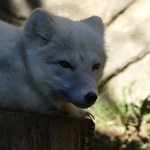 Arctic Fox at the North Carolina Zoo