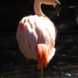 Chilean Flamingo at the North Carolina Zoo
