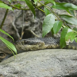 Cottonmouth Snake at the North Carolina Zoo