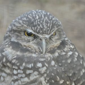 Burrowing Owl at the North Carolina Zoo