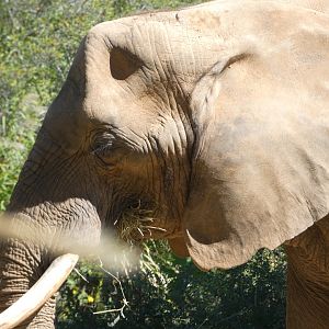 African Elephant at the North Carolina Zoo