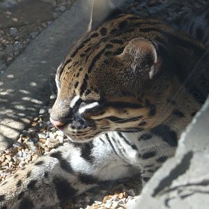 Ocelot at the North Carolina Zoo
