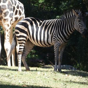 Zebra + Giraffe at the North Carolina Zoo