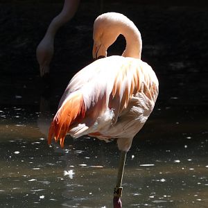 Chilean Flamingo at the North Carolina Zoo