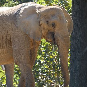 African Elephant at the North Carolina Zoo