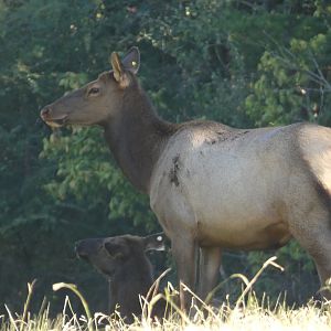 American Elk at the North Carolina Zoo